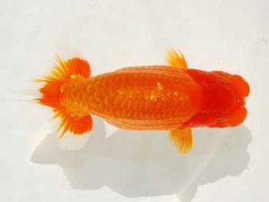 観栄らんちう会　西取締　鈴木友来　岐阜