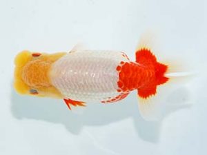 観栄らんちう会 東関脇　中川昌洋　富士