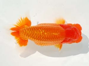 観栄らんちう会 西関脇　鈴木和也　沼津