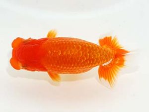 観栄らんちう会 東小結　御手洗逸夫　三島