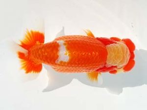 観栄らんちう会 西小結　勝又　誠　御殿場