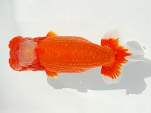 観栄らんちう会　東大関　小山徹志　山梨