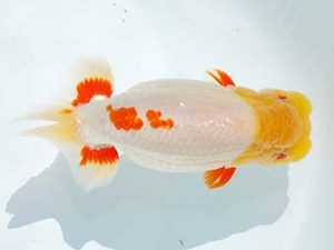 観栄らんちう会　西大関　吉村友良　富士