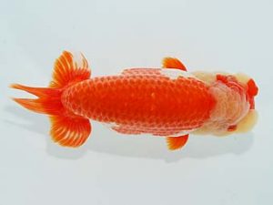 観栄らんちう会　立行司　滝瀬健治　埼玉