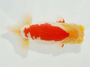 観栄らんちう会　東取締　吉村友良　富士