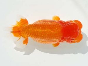 観栄らんちう会　西取締　小澤忠幸　沼津