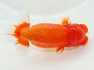 観栄らんちう会　五十嵐　稔　千葉