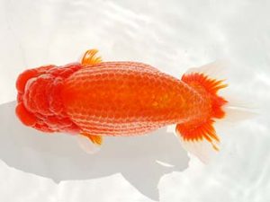 観栄らんちう会　西大関　滝瀬健治　埼玉