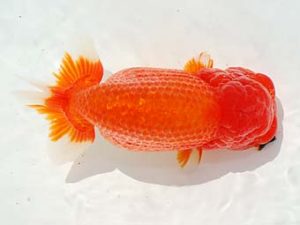 観栄らんちう会　立行司　高津克人　東京