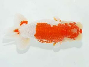 観栄らんちう会　東取締　中川昌洋　富士