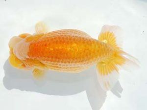 観栄らんちう会　西取締　滝瀬健治　埼玉