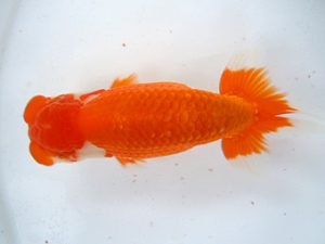 観友らんちう会　取締一　相馬健一