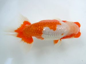 観友らんちう会　取締二　金野一昭