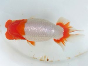 観友らんちう会　東大関　福澤　誠