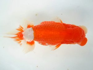 観友らんちう会　立行司　渡邊欣也