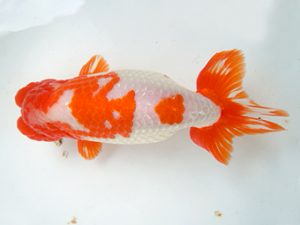 観友らんちう会　取締一　鈴木　一