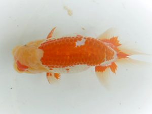 観友らんちう会　取締二　相馬健一