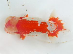 観友らんちう会　西大関　渡辺秀勝