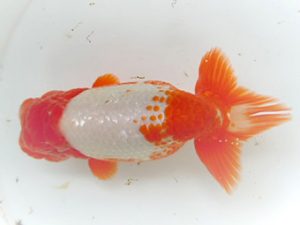 観友らんちう会　取締一　渡辺秀勝