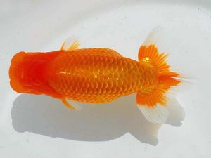 錦蘭会　東大関　胡本佳孝　岡山