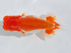 錦蘭会 勧進元一　田代史郎　倉敷