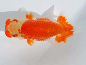 錦蘭会 勧進元二　山下康孝　高松