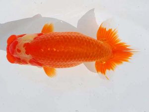 錦蘭会 行司一　山下康孝　高松