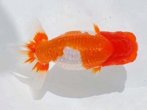 錦蘭会 行司二　松本茂夫　御坊