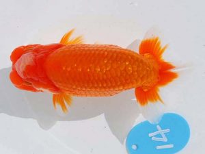 錦蘭会 行司三　徳力洋一　枚方