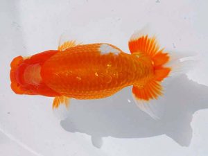 錦蘭会 脇行司一　松本茂夫　御坊