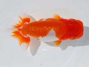 錦蘭会 脇行司二　藤野　武　高松