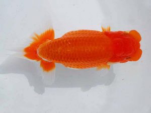 錦蘭会　西大関　小林保治　堺