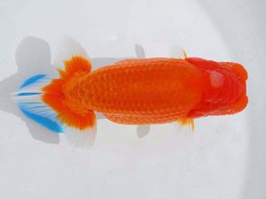 錦蘭会　立行司　西賀一郎　豊中