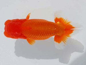 錦蘭会　東取締　山田國夫　浅口