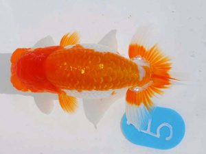 錦蘭会　西取締　松本茂夫　御坊