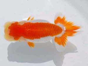 錦蘭会 東関脇　西口武志　羽曳野