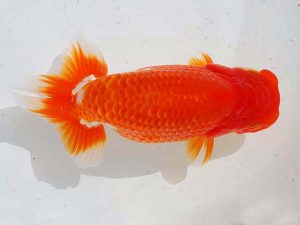 錦蘭会 西関脇　平野睦二　浜北