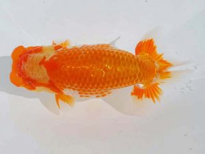 錦蘭会 西小結　胡本佳孝　岡山