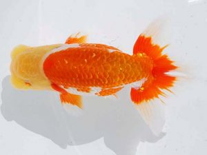 錦蘭会 勧進元一　矢野隆久　茨木 