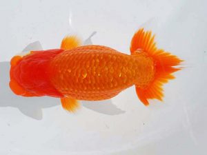 錦蘭会 行司一　岡本　茂　倉敷