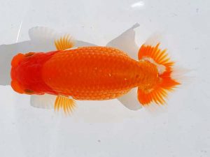 錦蘭会 行司二　藤原博文　徳島