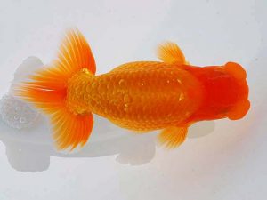 錦蘭会 行司三　矢野隆久　茨木