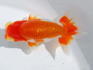 錦蘭会 脇行司二　宮崎やよい　岡山