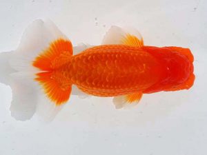 錦蘭会　西大関　木本道白　福岡