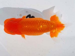 錦蘭会　立行司　西岡　啓　堺