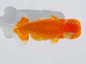 錦蘭会　東取締　新井常之　茨木