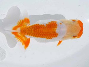 錦蘭会　西取締　吉原敏和　丸亀