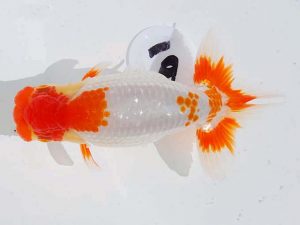 錦蘭会 東関脇　平田靖典　倉敷