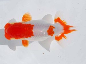 錦蘭会 西関脇　吉成志朗　徳島