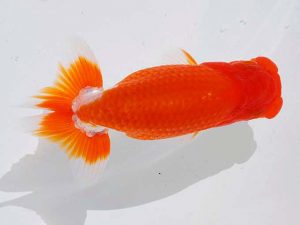 錦蘭会 西小結　大藪博之　柳川